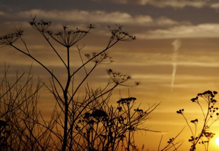 GOOD MORNING SUNSHINE - nature, nice, forest, cool