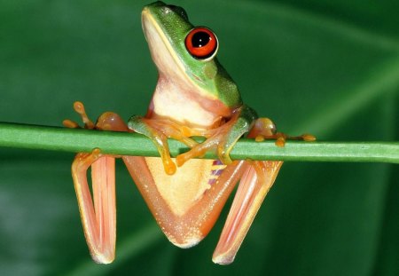 HANG IN THERE THE WEEKEND IS ALMOST HERE - hanging, green, photography, leaf, frog