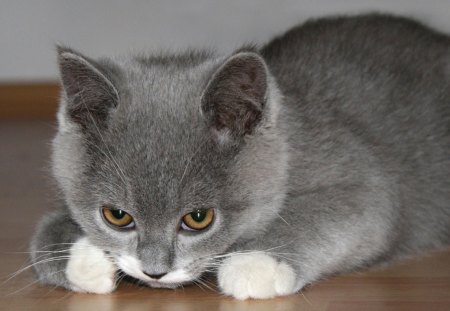 Sorry...! - sorry, grey, sorrow, cat