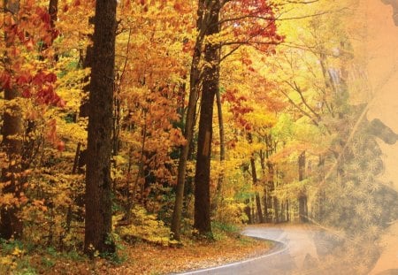 September Road - abstract, trees, yellow, curve, road, gold, change, cool, orange, leaves, fall, path, season, autumn, lane, woods