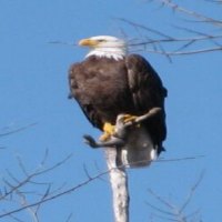 Eagle on a Pole