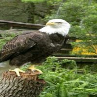 Eagle on a stomp