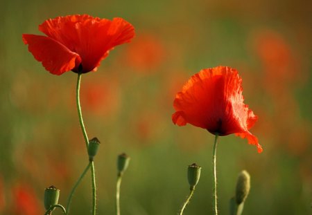 By my side - field, two, poppies, red