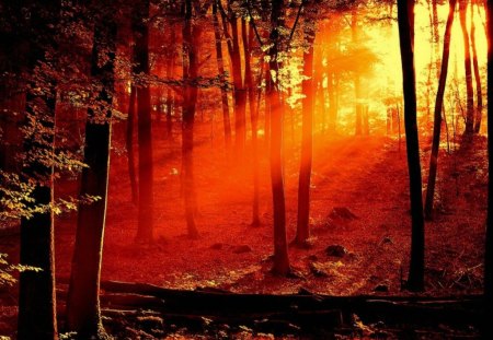 Nature's beatiful gift - nature, sunset, trees, woods