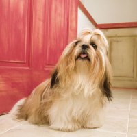 Shih Tzu Long Hair Dog