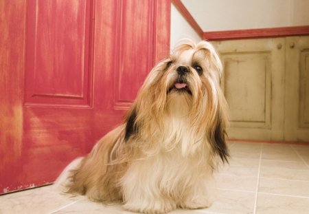 Shih Tzu Long Hair Dog - fur, hair, eyes, shih, legs, floor, paws, bark, white, mouth, brown, dog, architecture, house, tail, nose, hard, red, door, animal, tzu, small, long