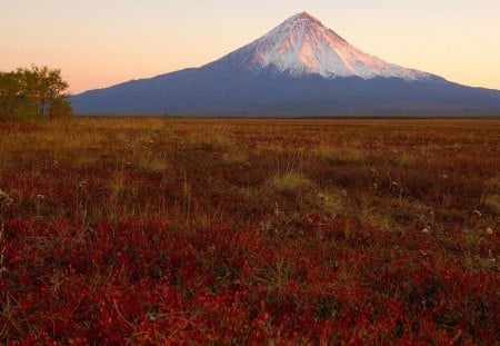 longway to the top - flowers, trees, peak, snow, grass, mountain