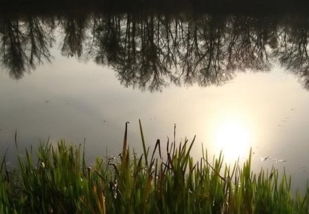 forest-pond - water, grass, trees, reflection