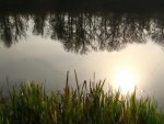 forest-pond