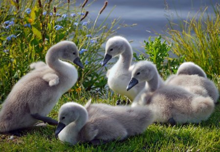 Swan chicks - chick, swan, lake, animal, cygnet, grass, birds