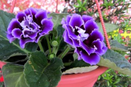 Purple flowers - pretty, flowers, brightly color, purple