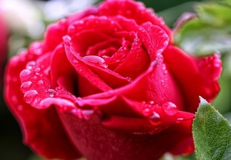 *** Rose and drops of dew *** - red, drops, rose, dew, color