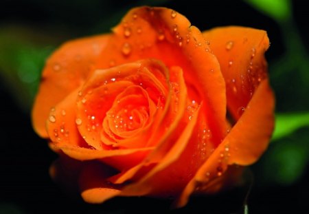 *** Orange Rose *** - orange, drops, rose, color