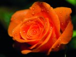 *** Orange Rose ***