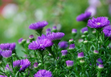 *** Purple Asters *** - flowers, purple, nature, color