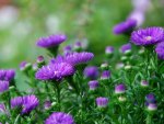 *** Purple Asters ***