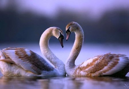 Pair of geese - bird, in, style, love