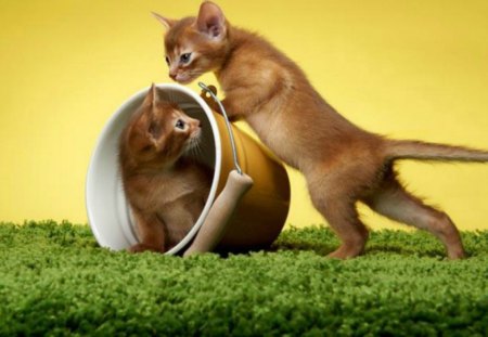 Let's roll - cat, bucket, cute, grass, kitten