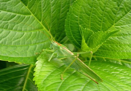 *** Grasshopper on a leaf *** - grasshopper, color, leaf, green