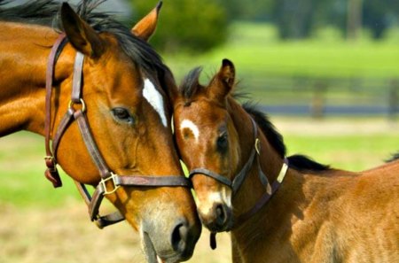 True love - love, affection, horse, foal