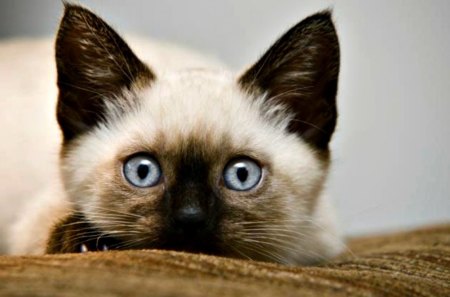 I whatch you - adorable, cat, cute, siamese, kitten