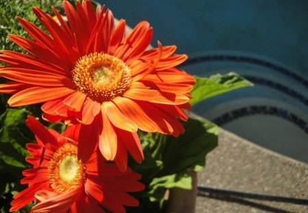 Pool's deep aqua♥ - blue, forever, love, orange, flowers, gerberas, nature, green, bright, pools deep aqua, sun