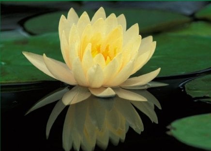 yellow waterlily - flowers, yellow, nature, waterlily