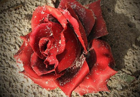 Sandrose - beach, flowers, sand, rose