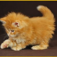 playing fluffy kitty