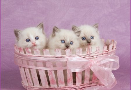 Pink basket - cats, basket, kittens, animals