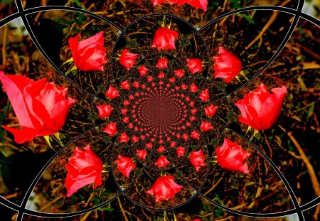 Red roses - flowers, red, roses, fractals