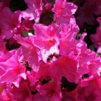 Pink flowers Trengwainton Cornwall