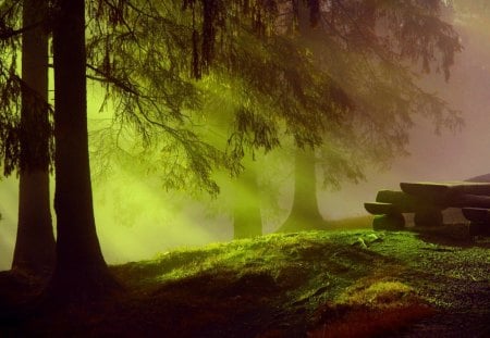 MORNING RAYS of SUN - sunlight, trees, benches, table, night, forest, tree, nature, pine needles, timber