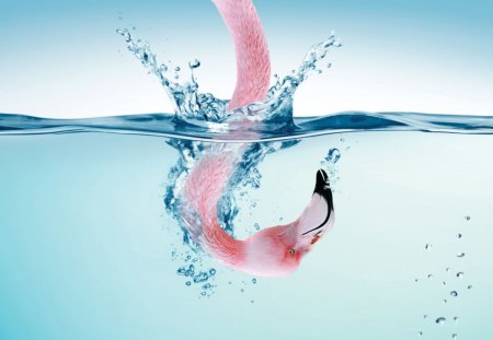 PINK FLAMINGO - dive, amazing, beauty, diving, pink, animals