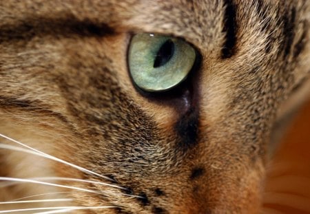 THE EYE OF THE TIGER - tabby, whiskers, cats, animals, eyes, green, pets