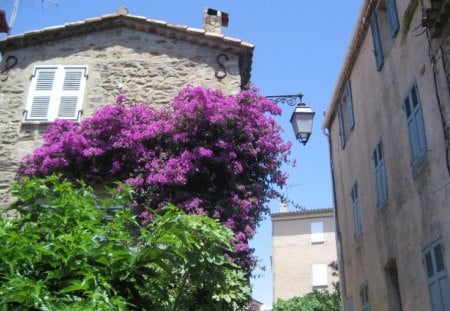 House in Gassin, France - architecture, houses, flowers, france