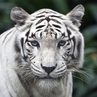White Tiger