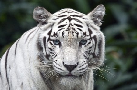 White Tiger - animals, cats, beautiful, white tiger, tiger