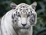 White Tiger