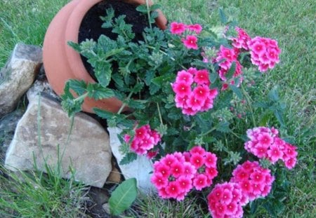 verbena - design, garden, flower, pot