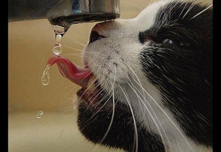 thirsty cat - kitty, water, cute, fun, fountain