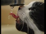 thirsty cat