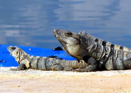 Iguanas Sunbathing