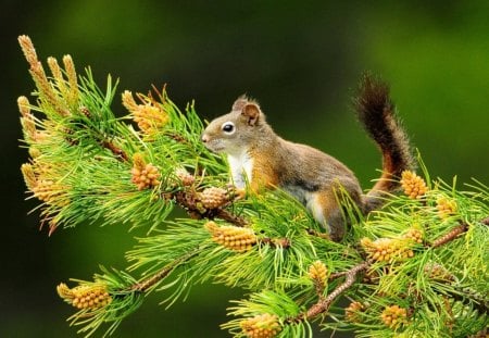 Squirrel on Tree - animal, fir-cone, needles, tree