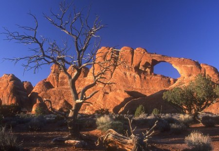 Deserted Landscape - sand, tree, rocks, wood