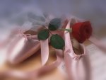 Ballet shoes & Rose