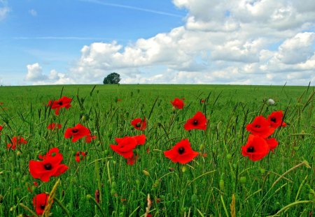 Summer Flowers - fields, summer flowers, summer, field, flowers