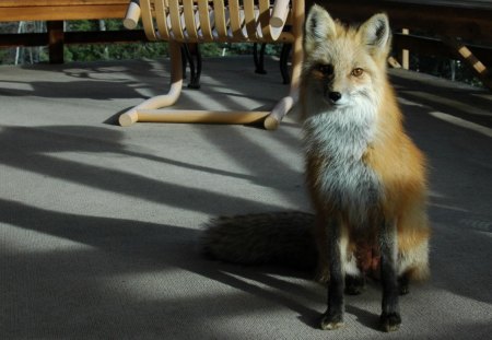 Cool Fox - calm, cool, fox, beautiful