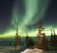 Aurora over the Trees