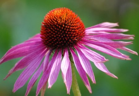 Purple coneflower - nature, purple, echinacea, flower, coneflower